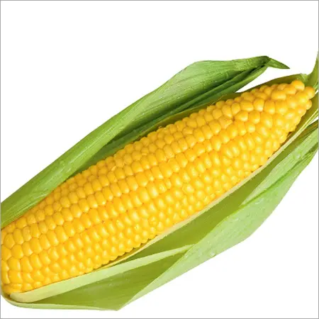 Corn - 1 Piece